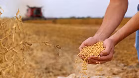 Đậu nành – “con tin” trong cuộc chiến thương mại Mỹ - Trung