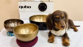 Một chú chó dachshund đang được trị liệu âm thanh tại studio chăm sóc sức khỏe thú cưng ở Thâm Quyến (Trung Quốc) 