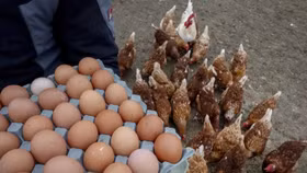 Mỹ mở chiến dịch “săn trứng” toàn cầu 