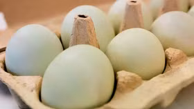 Giá trứng tăng sốc tại Châu Âu, có nơi lên tới hơn 200.000 đồng/vỉ