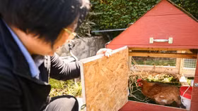 Giá trứng tăng cao, người dân Mỹ thuê gà về nuôi tại nhà