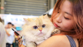 Từ tình yêu thú cưng đến xu hướng tiêu dùng cảm xúc tại Trung Quốc