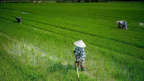 Ngành lúa gạo Đông Nam Á chịu sức ép lớn do chiến sự Trung Đông