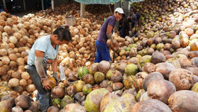 Dừa Việt "đắt hàng" tại Mỹ và Trung Quốc