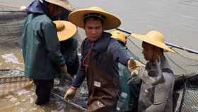 Chiến tranh thương mại Mỹ - Trung: Cá rô phi Trung Quốc cũng trở thành nạn nhân