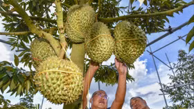 Sầu riêng Đông Nam Á "càn quét" thị trường Trung Quốc