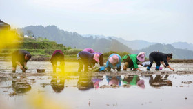 Trung Quốc đối mặt với nguy cơ lũ lụt, giá gạo có thể tiếp tục phá đỉnh