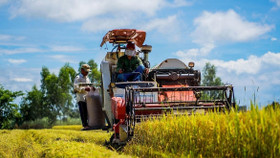 Giá gạo tăng thúc đẩy khu vực châu Á mở rộng sản xuất lúa gạo