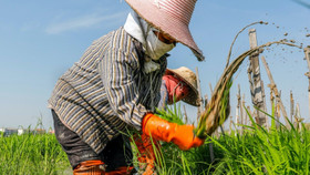 Lo ngại El Nino gây khô hạn nghiêm trọng, Thái Lan khuyến cáo nông dân chỉ canh tác một vụ lúa trong năm nay