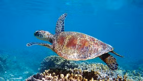 Chiêm ngưỡng Ningaloo - Rặng san hô đẹp nhất thế giới