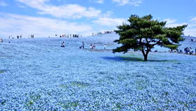 Thiên đường hoa nở quanh năm ở Nhật Bản