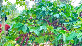 Đắk Lắk: Nhiều nội dung đặc sắc tại Lễ hội Cà phê Buôn Ma Thuột lần thứ 8 năm 2023