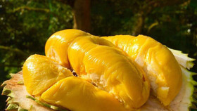 "Mục sở thị" sầu riêng Musang King ngon nhất thế giới, giá 1,5 triệu đồng / kg tại Việt Nam