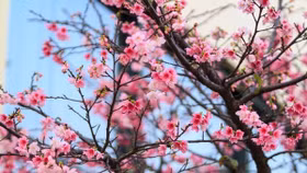 7 loại cây cảnh mang tài lộc vào nhà ngày Tết