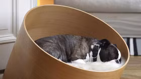 "Choáng" với những món đồ dành cho thú cưng trị giá hàng chục triệu đồng