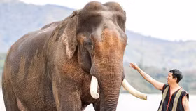 Đắk Lắk: Truyền thông điệp ý nghĩa “Tôi cười cùng voi, tôi ngừng cưỡi voi”