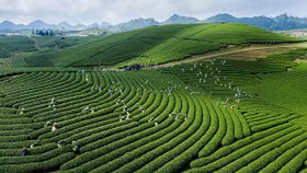 Mộc Châu - Điểm đến thiên nhiên hàng đầu thế giới