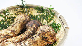 Nấm Matsutake - viên bảo ngọc của ẩm thực châu Á