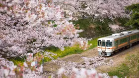 Đẹp đến ngỡ ngàng mùa hoa Anh Đào ở Nhật Bản