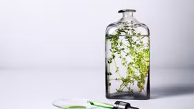 Khám phá các thương hiệu chăm sóc da thuần chay: Cho da mạnh khỏe tinh khôi