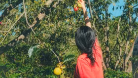Cuộc sống an yên của gia đình anh chị bỏ phố lên núi và vườn hồng trĩu quả mùa thu sang