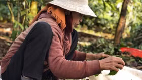 Đắk Lắk: Bà H Ner Niê hơn 20 năm gắn bó với cây Cà phê