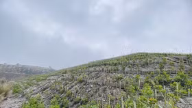 Tăng cường hoàn nguyên môi trường sau khai thác than