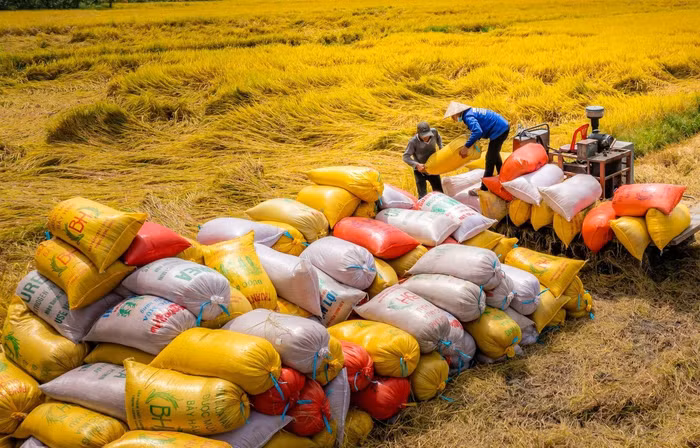 Việt Nam là nhà cung ứng gạo lớn nhất vào thị trường Singapore