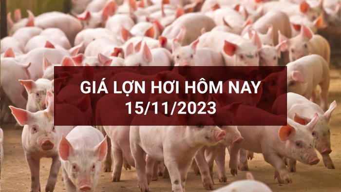 Giá lợn hơi hôm nay giảm tại nhiều địa phương