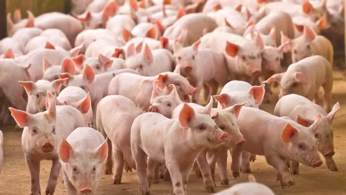 Đồng Nai ghi nhận lượng lớn lợn nhập lậu từ Campuchia vào Việt Nam