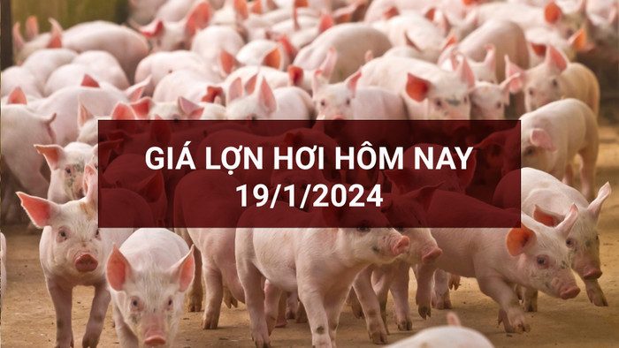 Giá lợn hơi hôm nay tăng 1.000 - 2.000 đồng/kg