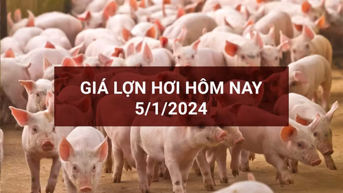 Giá lợn hơi trong nước biến động không đồng nhất