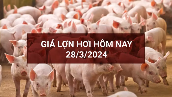 Miền Bắc tiếp đà giảm 1.000 đồng/kg