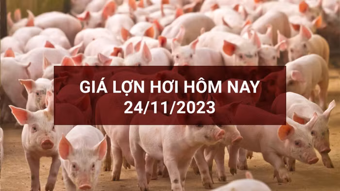 Thị trường lợn hơi có sự thay đổi nhẹ tại một vài địa phương