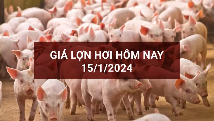 Giá lợn hơi hôm nay tại cả ba miền đi ngang