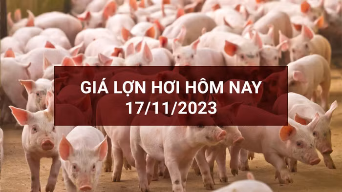 Giá lợn hơi tại các tỉnh chủ yếu đi ngang