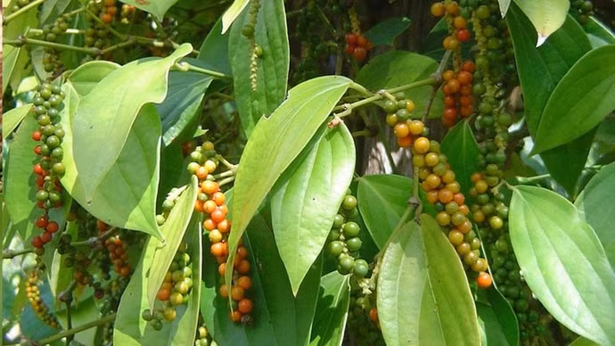 Giá nông sản hôm nay (7/4): Giá cà phê đi ngang, hồ tiêu ổn định