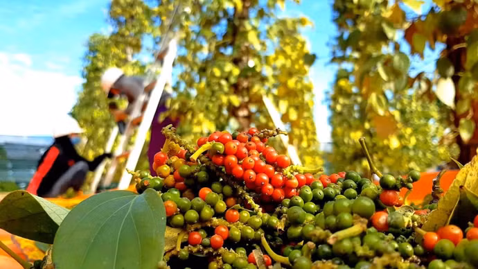 Giá tiêu duy trì ổn định trong khoảng 138.000 - 140.000 đồng/kg