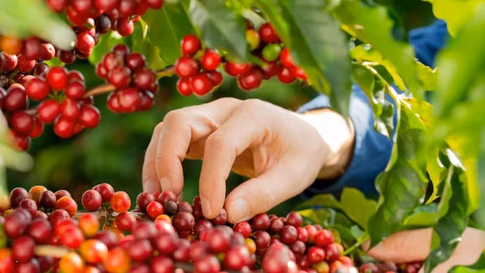 Giá nông sản hôm nay (3/4): Giá cà phê tăng, hồ tiêu neo ở mức cao