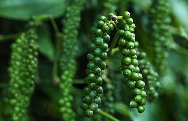 Giá nông sản hôm nay (4/3): Giá cà phê tăng nhẹ, hồ tiêu giảm