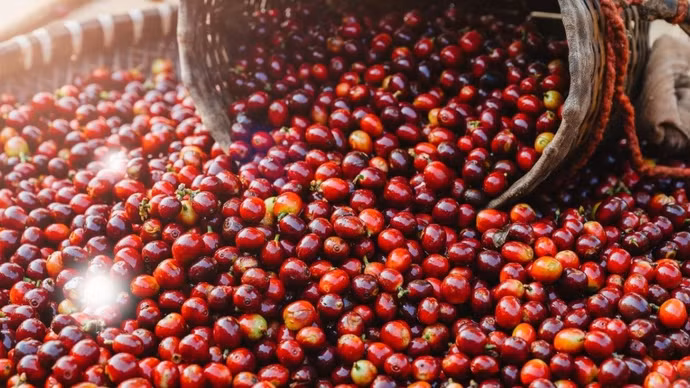 Giá nông sản hôm nay (23/6): Giá cà phê tăng nhẹ, hồ tiêu ổn định 