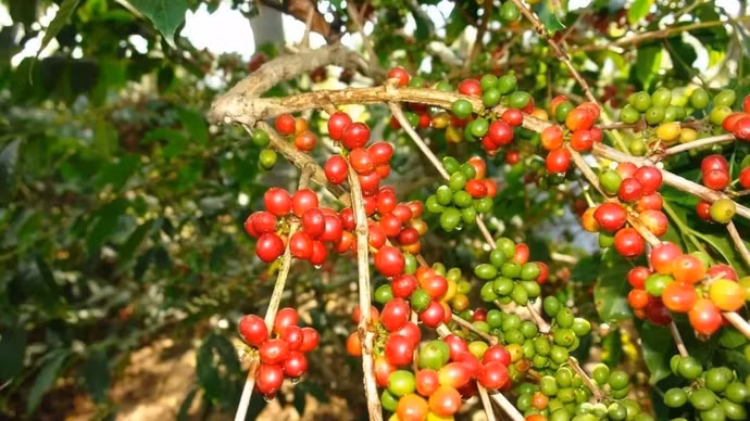 Giá nông sản hôm nay (13/5): Giá cà phê bật tăng mạnh, hồ tiêu ổn định