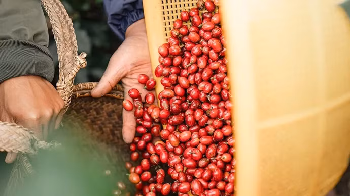 Giá nông sản hôm nay (21/4): Giá cà phê bật tăng, hồ tiêu neo ở mốc cao