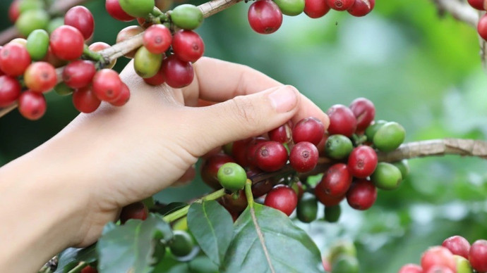 Giá nông sản hôm nay (9/1): Giá cà phê neo ở mức cao, hồ tiêu ổn định