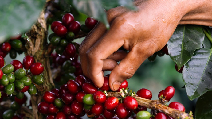 Giá nông sản hôm nay (23/2): Giá cà phê và hồ tiêu “án binh” vì nghỉ lễ