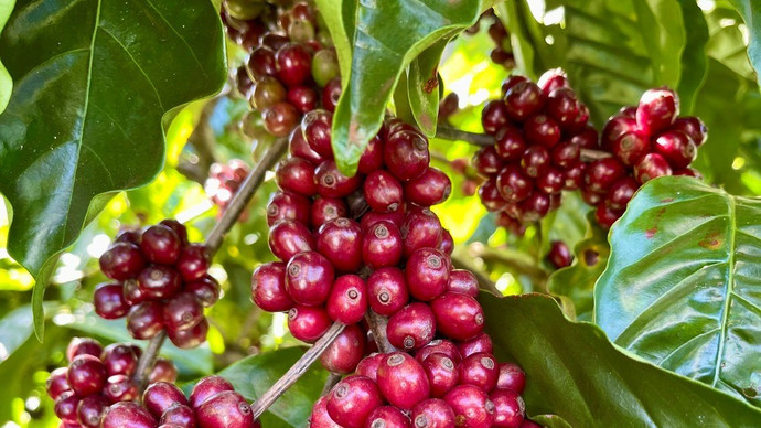 Giá nông sản hôm nay (1/12): Giá cà phê ổn định, hồ tiêu đi ngang