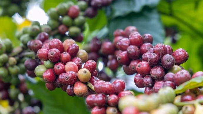 Giá nông sản hôm nay (10/7): Giá cà phê lao dốc, hồ tiêu bật tăng