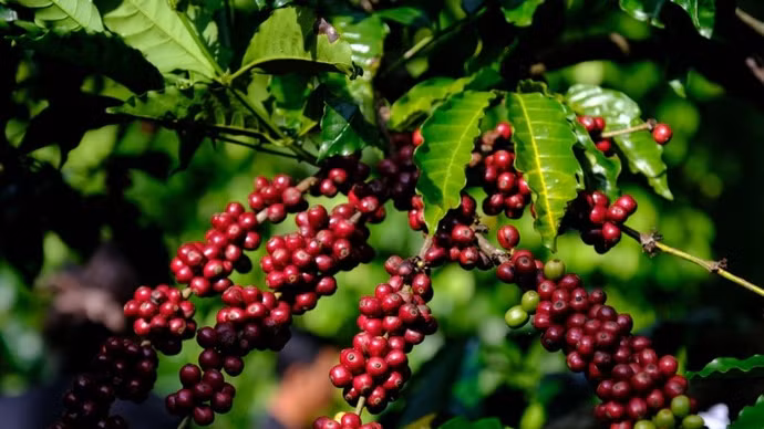 Giá nông sản hôm nay (8/4): Giá cà phê bật tăng, hồ tiêu neo ở mức cao