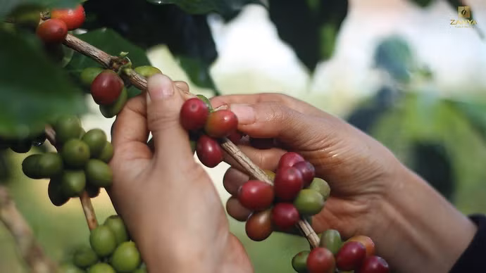 Giá nông sản hôm nay (20/4): Giá cà phê tiếp đà lao dốc, hồ tiêu phục hồi