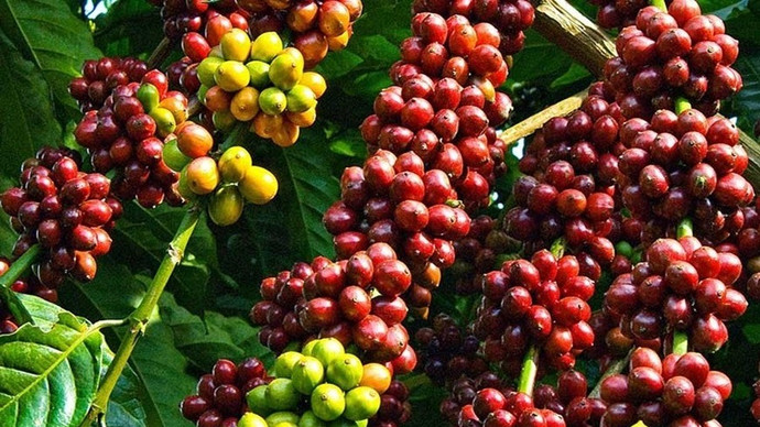 Giá nông sản hôm nay (24/12): Giá cà phê tiếp đà tăng mạnh, hồ tiêu neo ở mức cao
